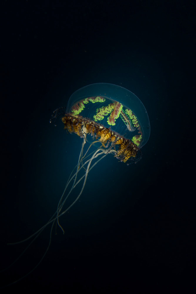 Jellyfish (Belize)