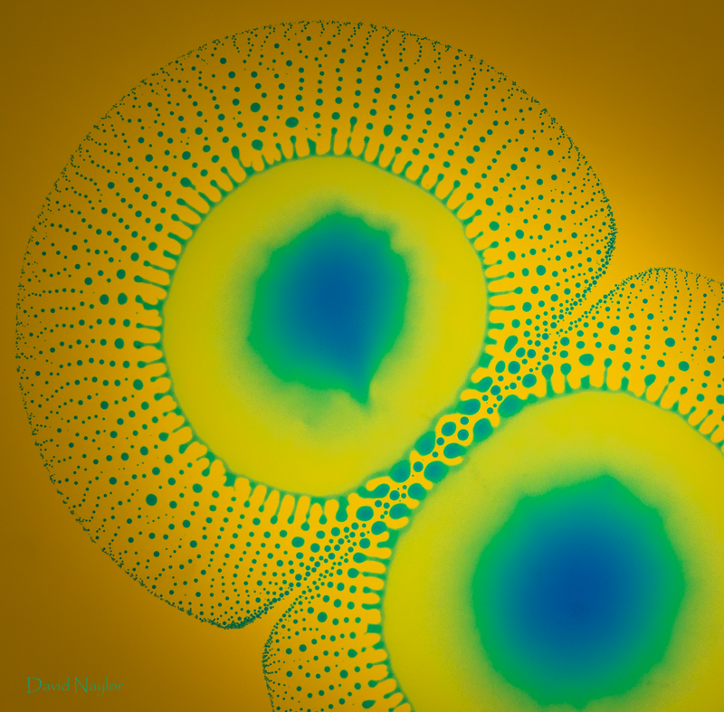 Photograph of Marangoni droplet bursting: Two interacting droplets.