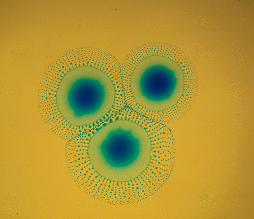 GIF of Marangoni droplet bursting: Three interacting droplets