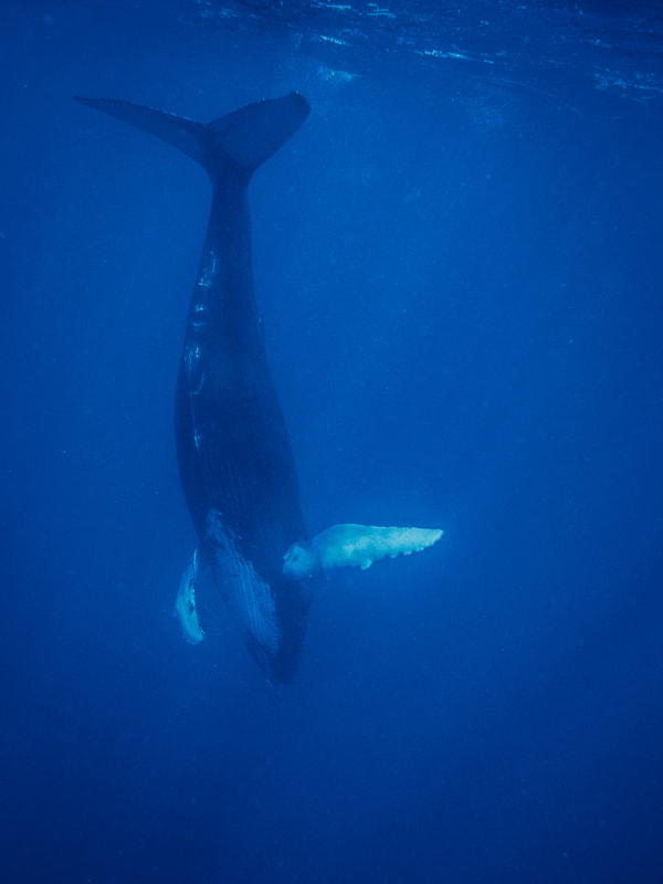 Freediving photograph of a Humpback whale calf