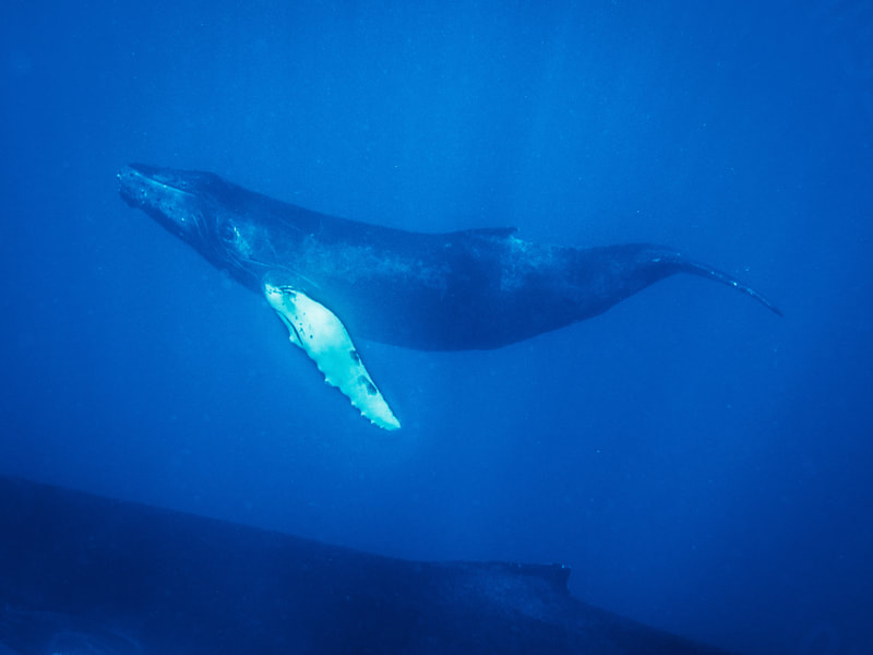 Freediving photograph of Humpback whale calf with its mother
