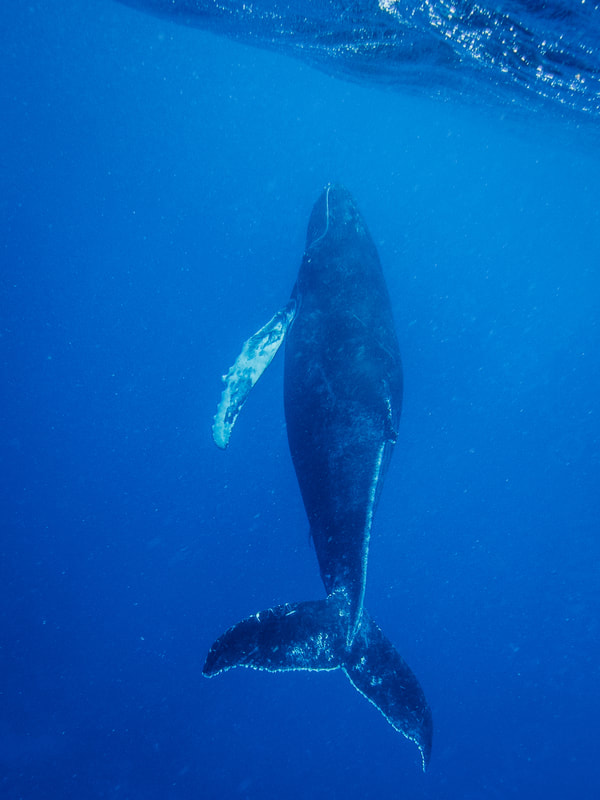 Photograph of Humpback whale calf