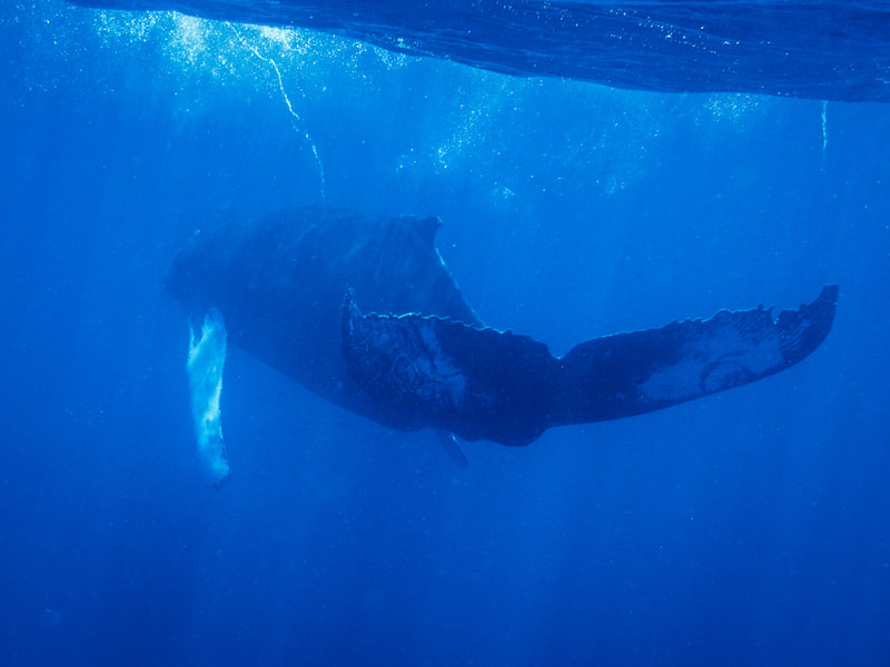Freediving photograph of a humpback whale